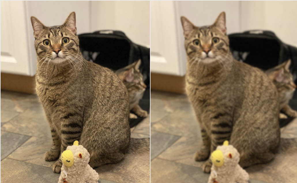 image of a cat next to the same image that has been blurred
