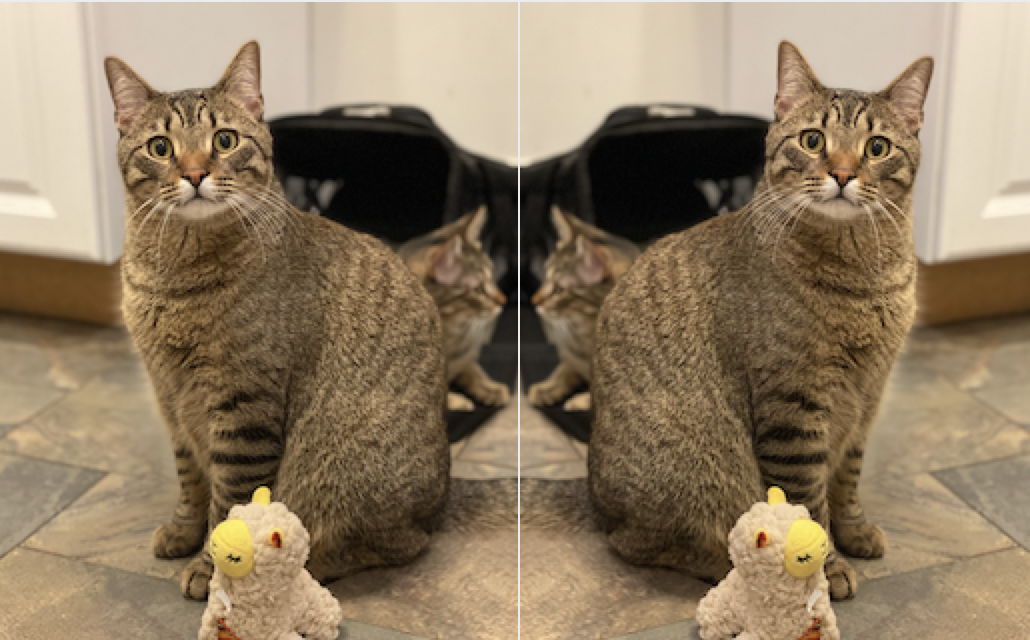 image of a cat next to the same image that has been rotated across a vertical access