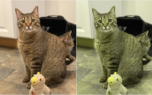 Images of a cat where one image has replaced R,G pixels with their average value