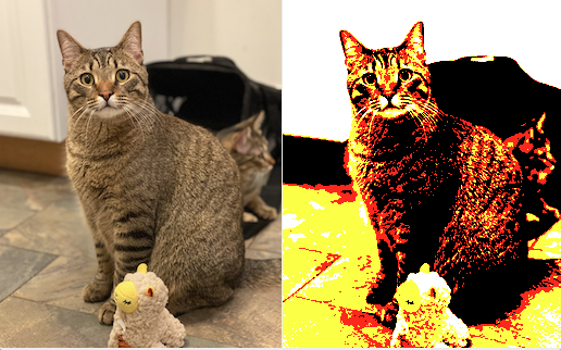 Images of a cat where one image is high-contrast